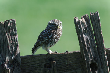 little owl on a fence