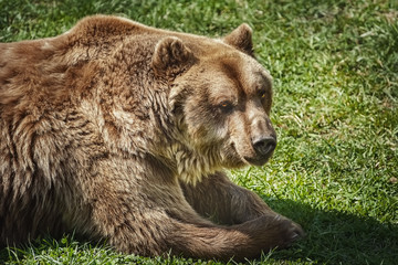 Obraz na płótnie Canvas Brown bear on the green grass