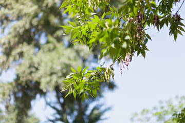 Common Ash Tree Seeds Hanging From Branch