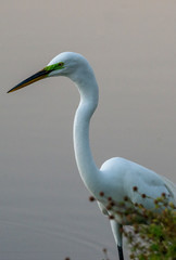 great white egret Close Up