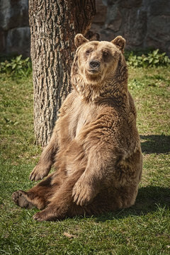 Brown bear on the green grass