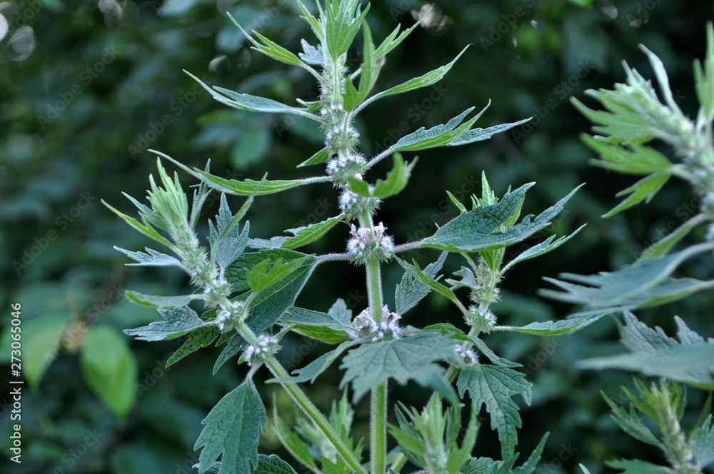 Wall mural in the meadow among the herbs grow motherwort