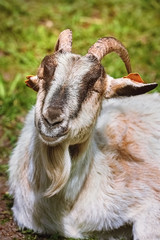 Portrait of goat