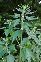 In the meadow among the herbs grow motherwort