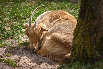 The goat on the ground