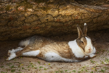 The rabbit lies on the ground © Sergej Razvodovskij