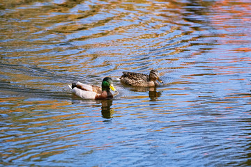 Pair of ducks