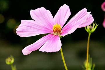 pink flower