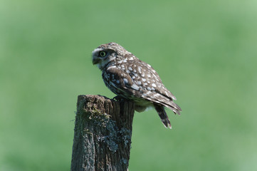 little owl on a post