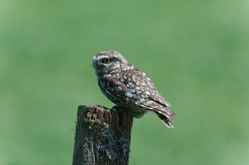 little owl on a post