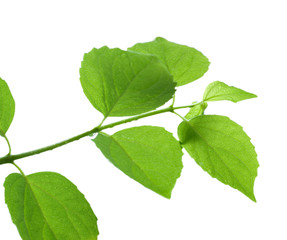 Fototapeta premium green leaf isolated on white background