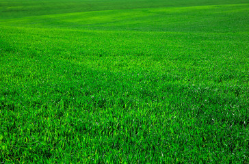 Fototapeta na wymiar green grass background with selective focus