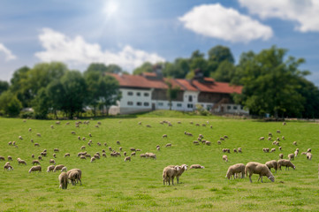 Sheep herd grazing on green grass 