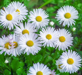 A photo of chrysanthemum flowers in an autumn garden.