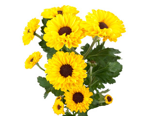 yellow chrysanthemum 