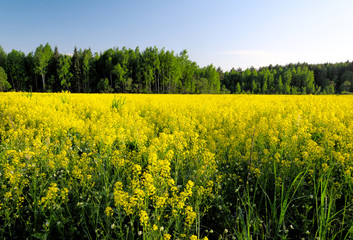 Obraz premium rape field