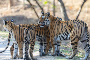 Pench National Park, India - Bengal Tiger family (panthera tigris tigris)