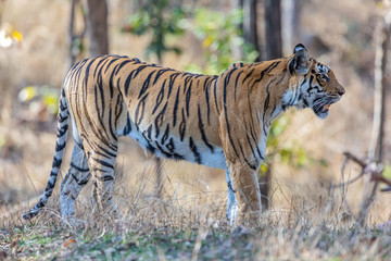 Fototapeta na wymiar Pench National Park, India - Bengal Tiger family (panthera tigris tigris)