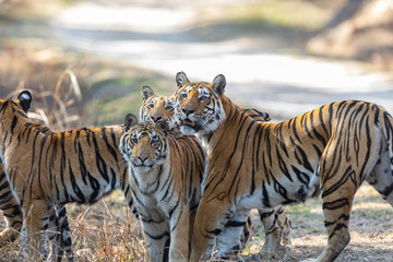 Naklejka na ściany i meble Pench National Park, India - Bengal Tiger family (panthera tigris tigris)