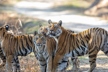Pench National Park, India - Bengal Tiger family (panthera tigris tigris)
