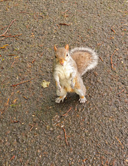 red squirrel eating a nut