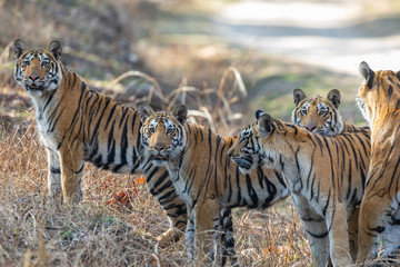 Pench National Park, India - Bengal Tiger family (panthera tigris tigris)