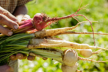 Root vegetables fresh from garden