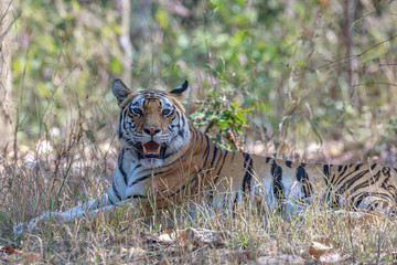 Kanha National Park, India - Bengal Tiger (Panthera tigris tigris) in the jungle