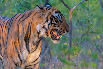 Bandhavgarh National Park - Male Bengal Tiger (Panthera tigris tigris)