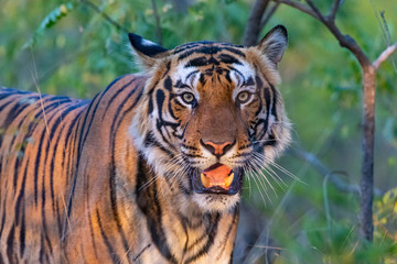 Bandhavgarh National Park - Male Bengal Tiger (Panthera tigris tigris)
