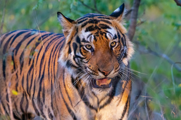Fototapeta na wymiar Bandhavgarh National Park - Male Bengal Tiger (Panthera tigris tigris)