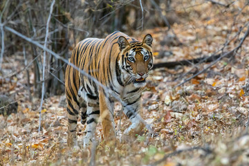 Obraz premium Bandhavgarh National Park, India - Bengal Tiger (Panthera tigris tigris) moving through the jungle