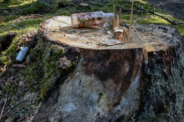 Used plastic bottles  on a tree stump in the forest. Ecology, recycling and plastic pollution concept.