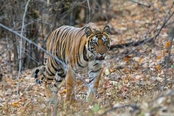 Bandhavgarh National Park, India - Bengal Tiger (Panthera tigris tigris) moving through the jungle