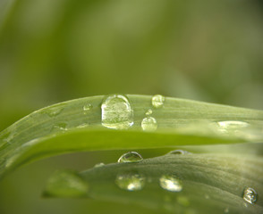 gouttes d'eau de pluie isolé, en gros plan sur feuille verte ,rosée