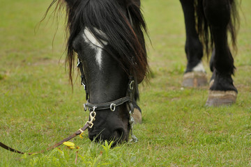 Close up of a black horse grazing in bridle with curb bit and cavesson. 