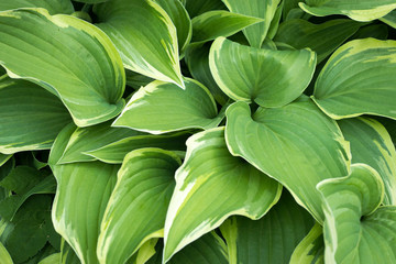 Hosta plant with green leaves texture background in rainy day, plants in garden with raindrops