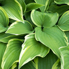 Fototapeta premium Hosta plant with green leaves texture background in rainy day, plants in garden with raindrops