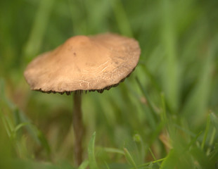mousseron ,champignon brun en automne