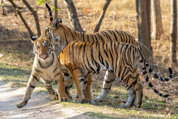 Bandhavgarh National Park, India - Bengal Tiger (Panthera tigris tigris)