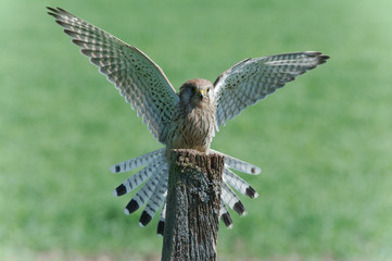 kestrel landing on post