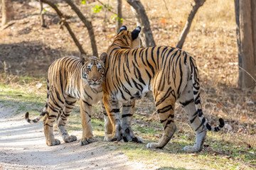 Bandhavgarh National Park, India - Bengal Tiger (Panthera tigris tigris)