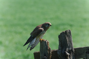 Kestrel on post