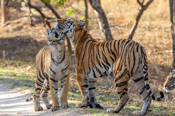 Fototapeta na wymiar Bandhavgarh National Park, India - Bengal Tiger (Panthera tigris tigris)