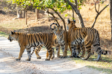 Bandhavgarh National Park, India - Bengal Tiger (Panthera tigris tigris)