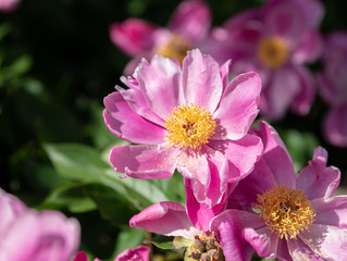 Obraz na płótnie Canvas bright pink flower has pollen on petals during allergy season