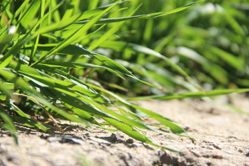 Spring green grass in the midday heat, selective focus. green grass in bright sunlight, blur