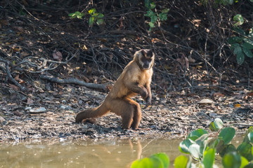 Brown striped tufted capuchin monkey,Pantanal,Brazil