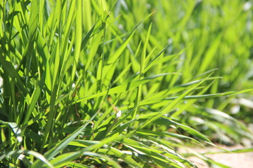 Fototapeta na wymiar Juicy green grass in bright sunlight, close-up. Spring green grass in the midday heat, blur.