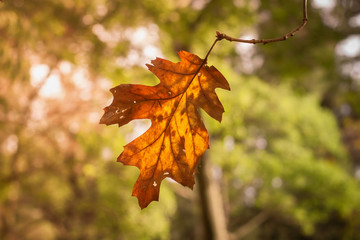 Autumn leaf against backlight